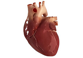 Копептин как маркер сердечно-сосудистых заболеваний